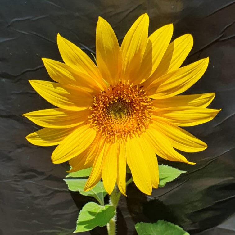 New Arrivals – Seeds 4 You (Pty) Ltd