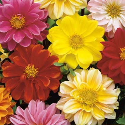 Dahlia Unwins Bedding Mix