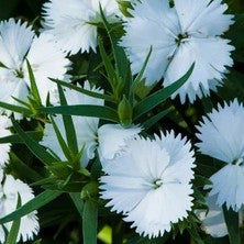 Dianthus Diana White