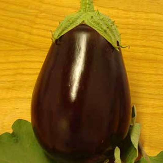 Eggplant Black Beauty
