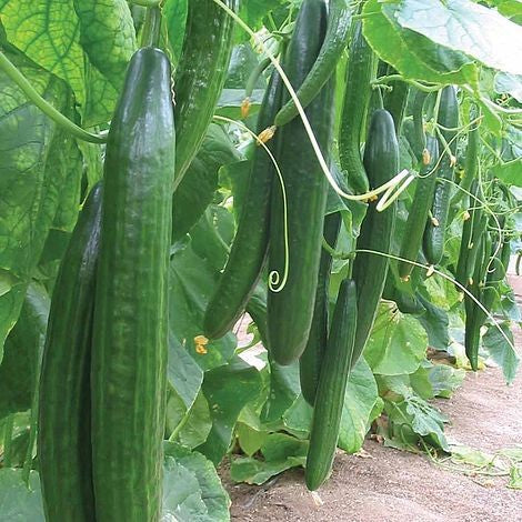 English Cucumber Trimax F1 Hybrid
