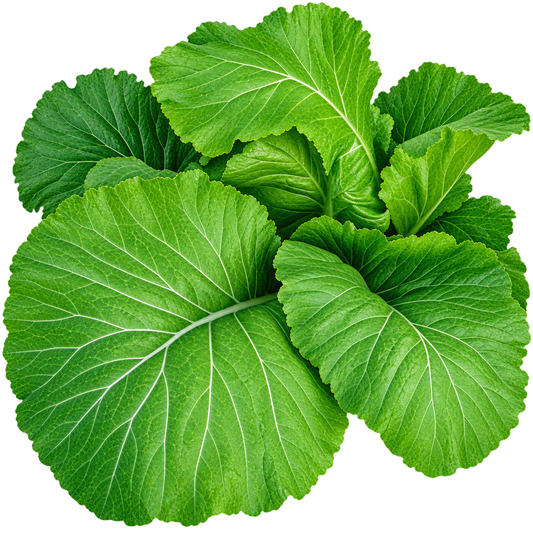 Florida Broadleaf (Mustard Spinach)