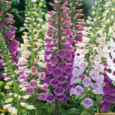 Foxglove Dwarf Foxy Mix