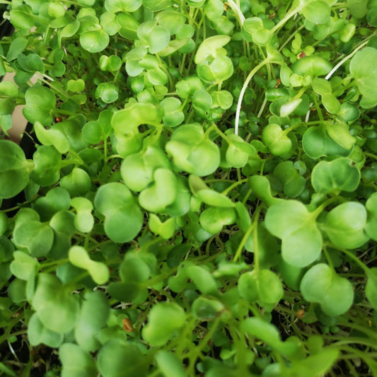 French Salad Blend Sprouting Seed