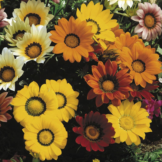 Gazania Gazoo Formula Mix