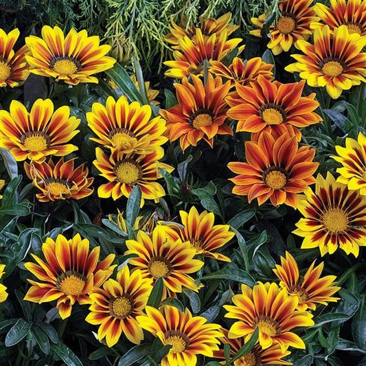 Gazania Kiss Frosty Flame Mix