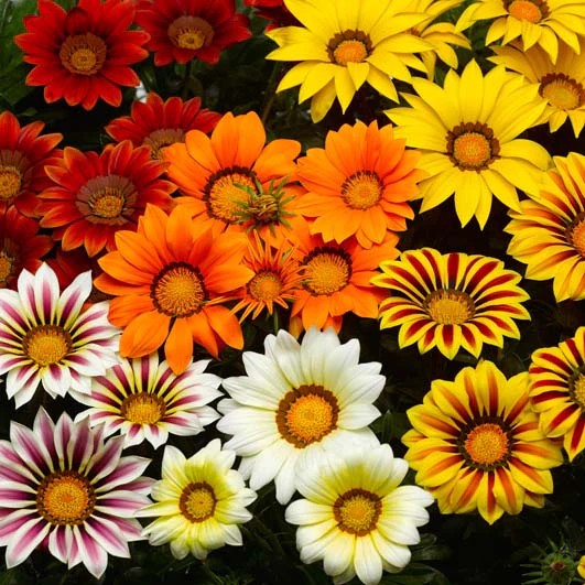 Gazania Kiss Mix
