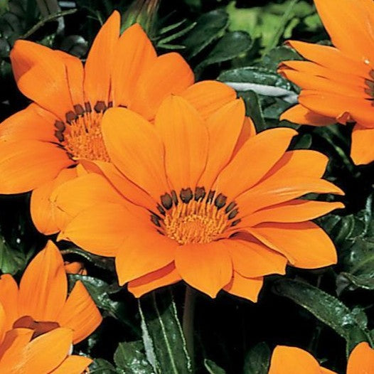 Gazania Kiss Orange