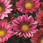 Gazania Kiss Rose