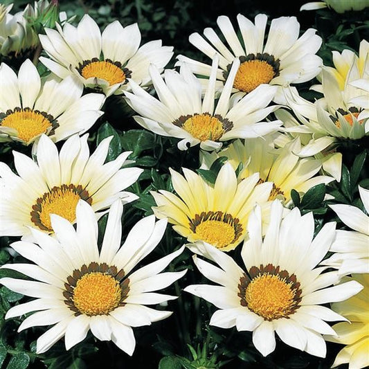 Gazania Kiss White