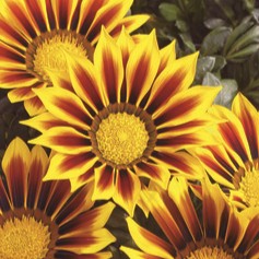 Gazania Kiss Yellow Flame