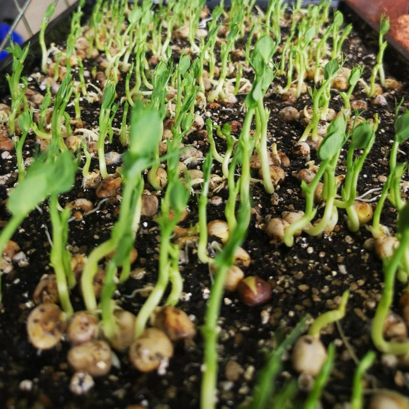 Green Peas Sprouting Seeds