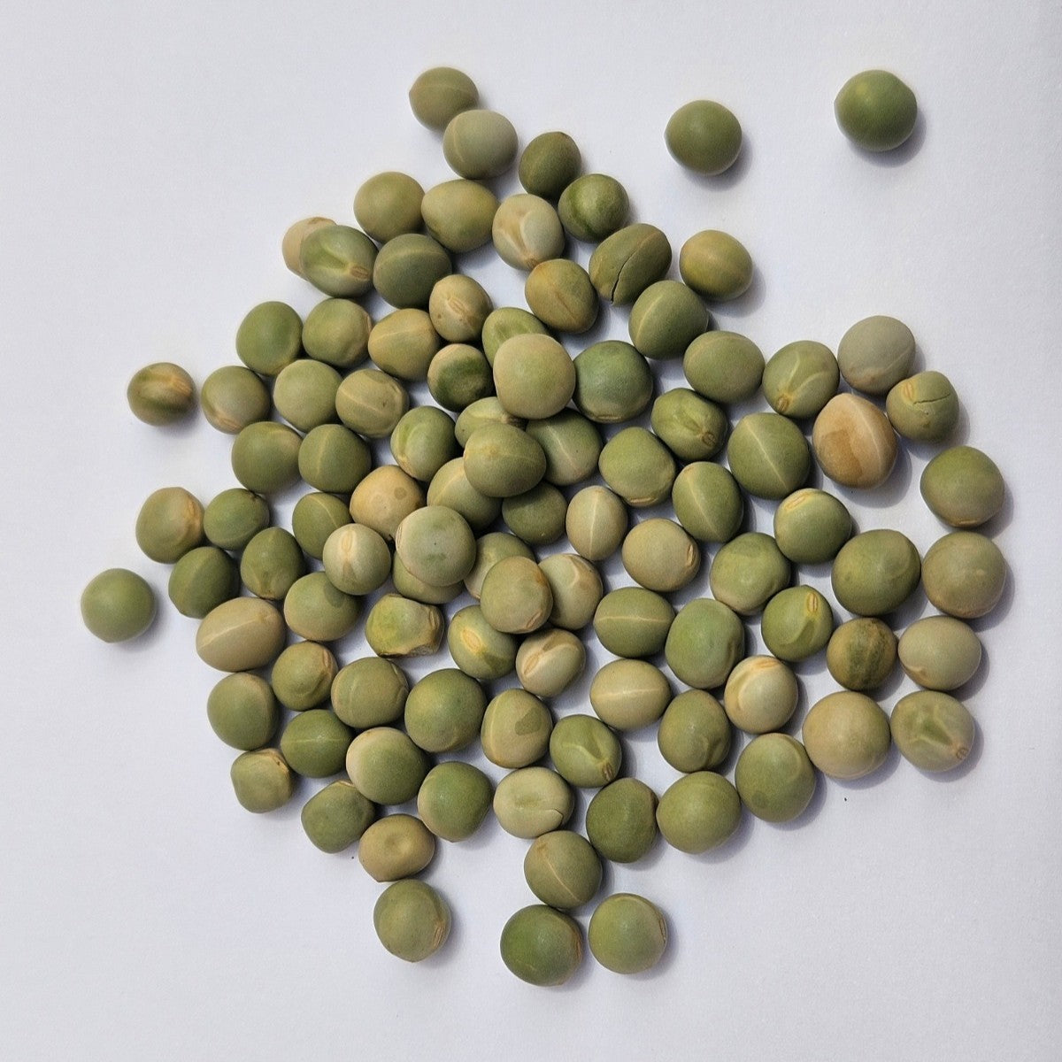 Green Peas Sprouting Seeds