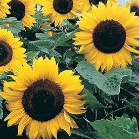 Helianthus Carmel