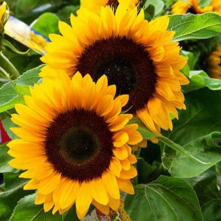 Helianthus Taiyo