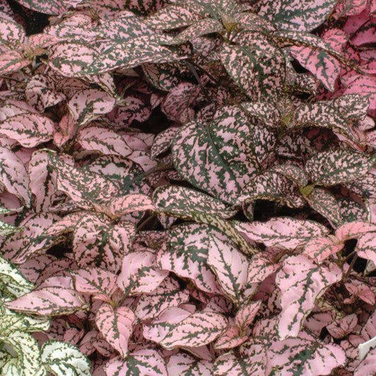 Hypoestes Splash Select Pink