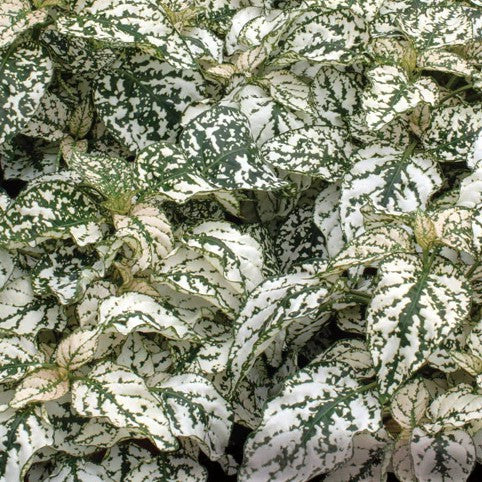 Hypoestes Splash Select White