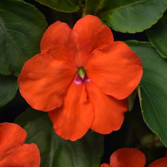 Impatiens Beacon Orange