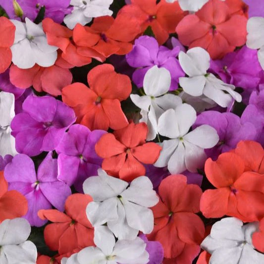 Impatiens Beacon Pearl Island