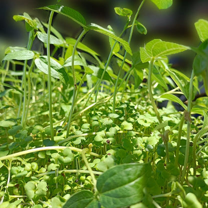 Italian Seed Mix Sprouting Seed