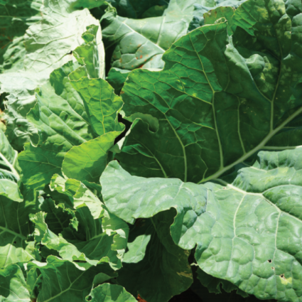 Chou Moellier Kale