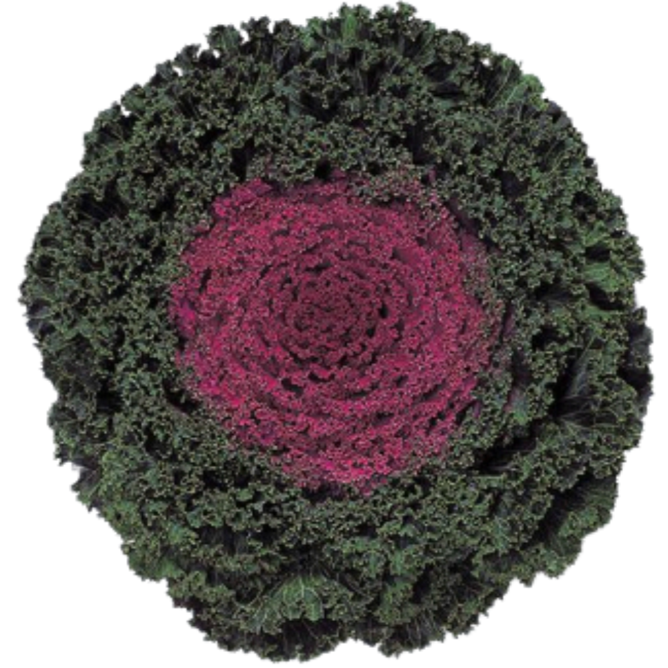 Kale Kamome Red