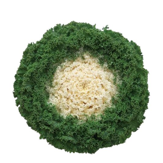 Kale Kamome White