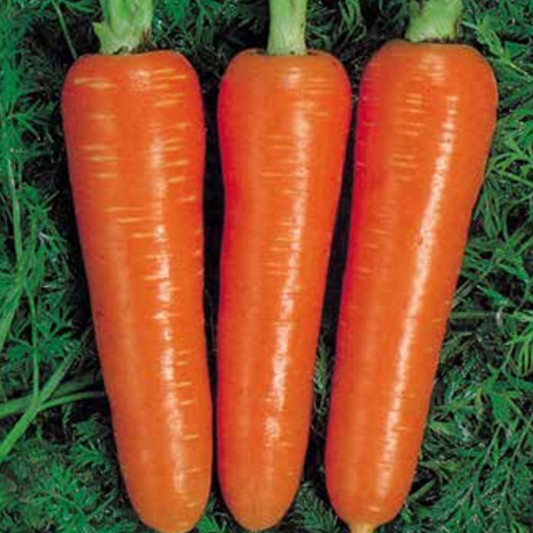 Carrot Kuroda