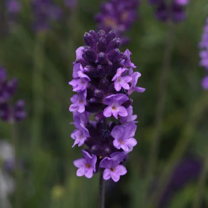 Lavender Avignon Early Blue