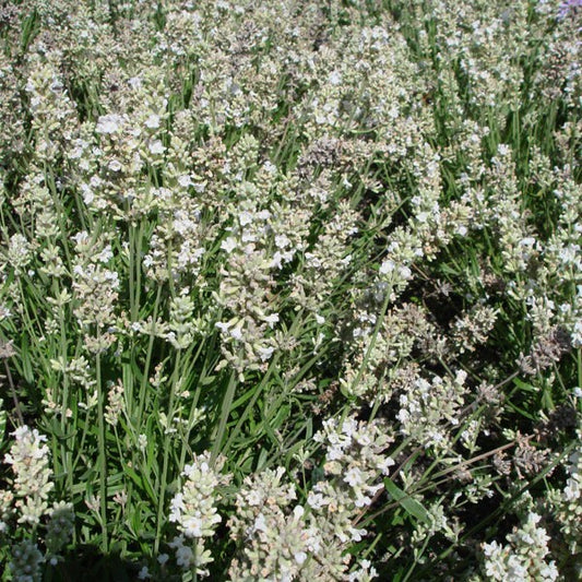 Lavender Ellagance Snow