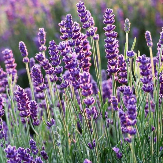 Lavender True Lavender