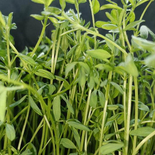Lentils Brown/Black Sprouting Seed