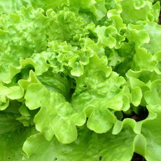 Lettuce Batavia