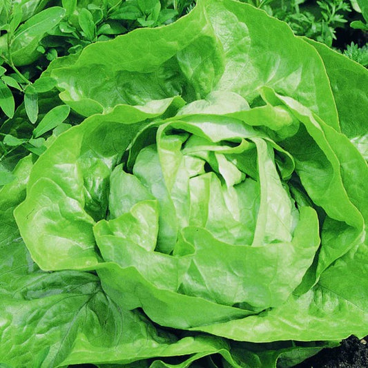 Lettuce Butterhead Attraction