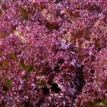 Lettuce Lollo Rossa