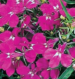 Lobelia Riviera Rose