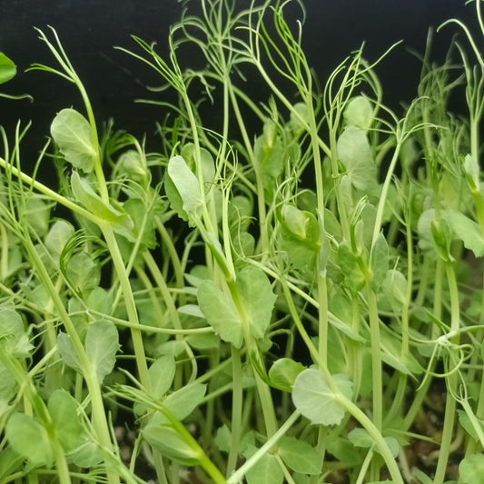Maple Peas Sprouting Seed