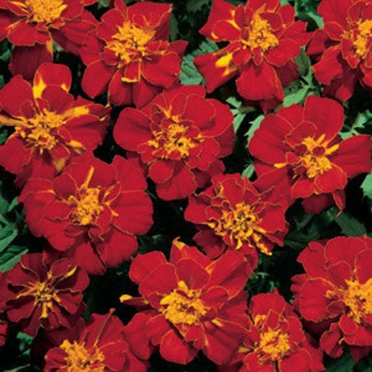Marigold Durango Red