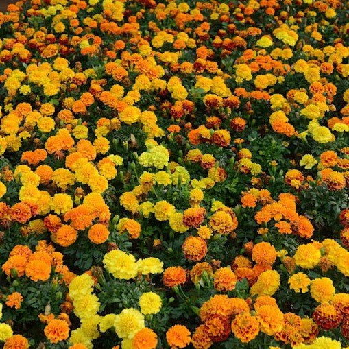 Marigold Hot Pak Mix