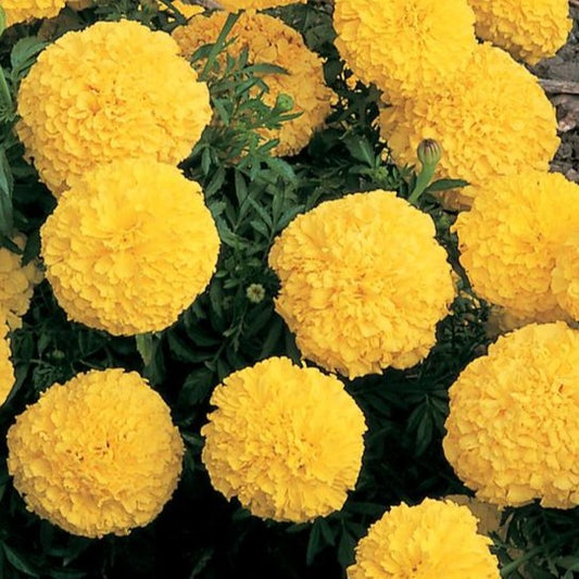 Marigold Hotpak Yellow