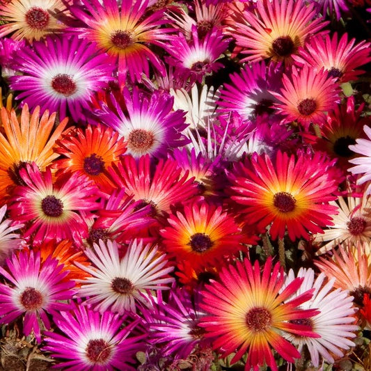 Mesembryanthemum Mixed