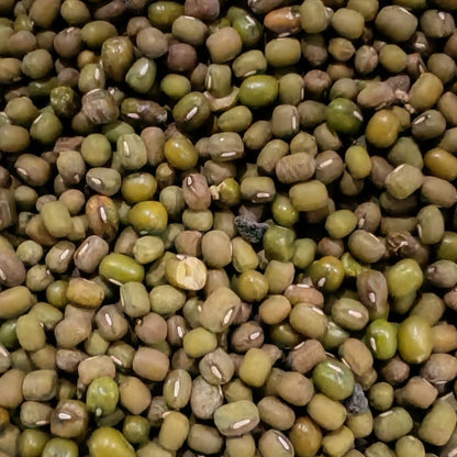 Mung Beans Sprouting Seeds