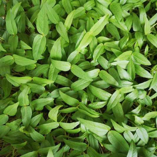 Mung Beans Sprouting Seeds