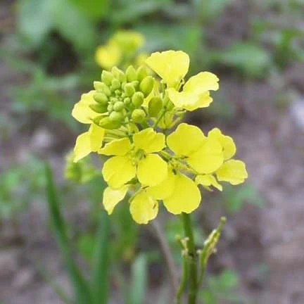Mustard Black