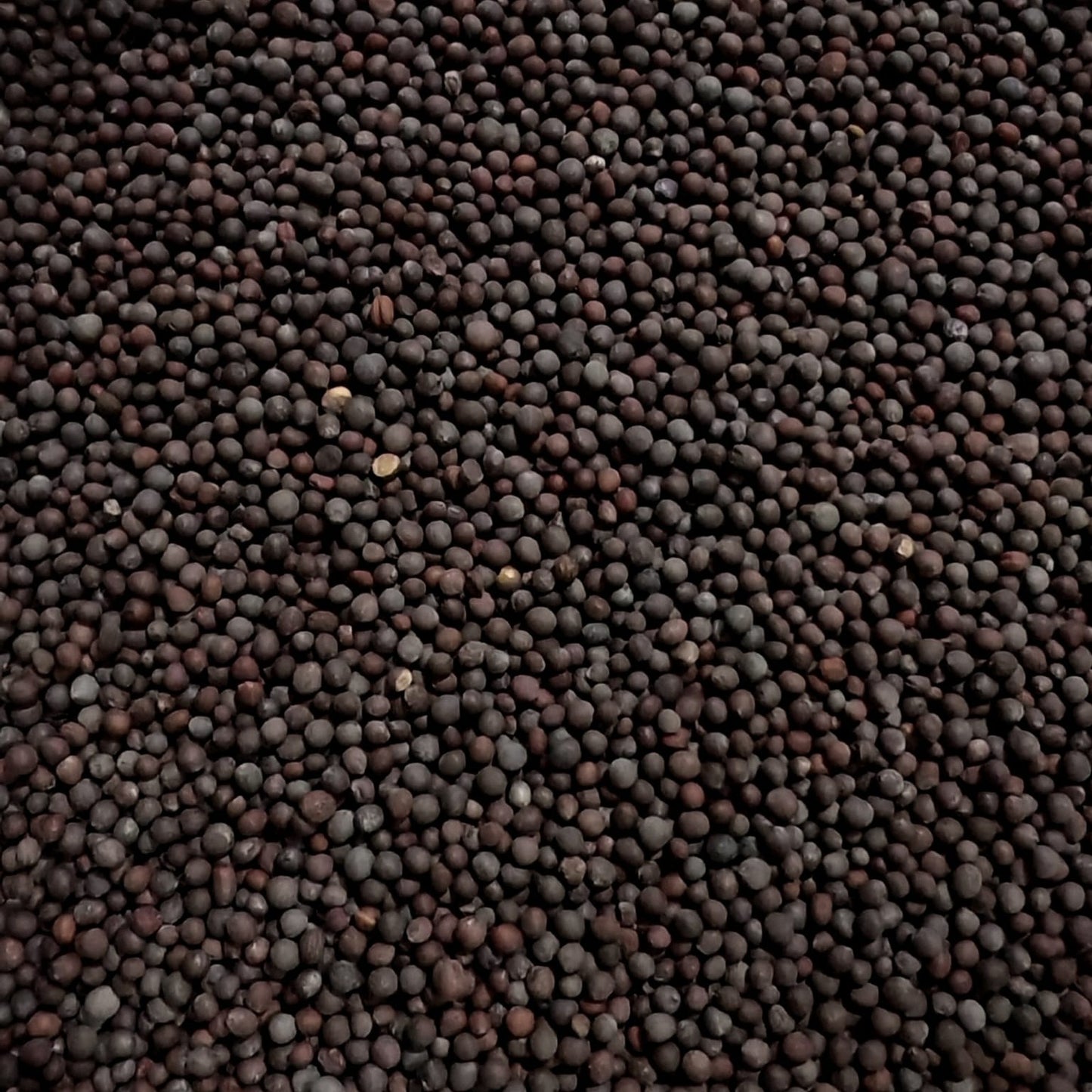 Mustard Black Sprouting Seeds