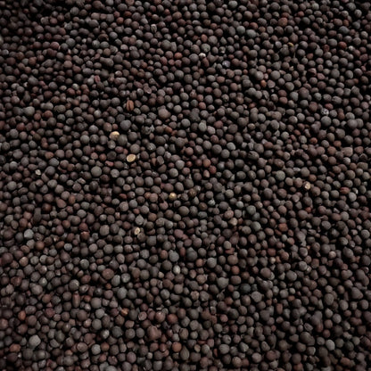 Mustard Black Sprouting Seeds