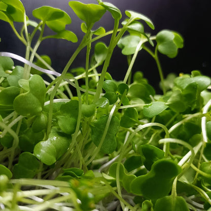 Mustard Black Sprouting Seeds