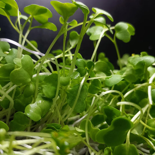 Mustard Black Sprouting Seeds