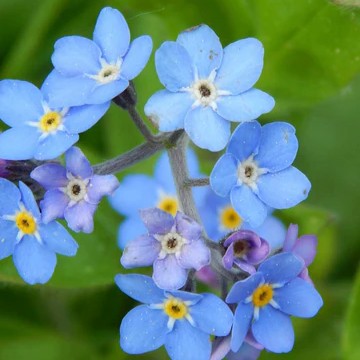 Myosotis Forget Me Not Blue