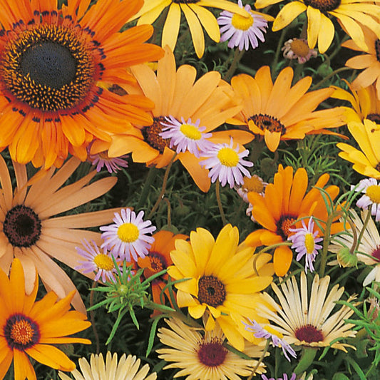 Namaqualand Flower Mix